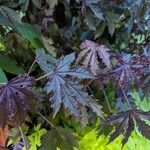 Hibiscus acetosella Blatt