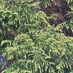 Picea orientalis Leaf