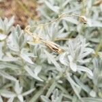 Cerastium tomentosum Ffrwyth