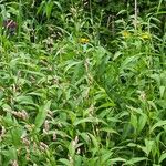 Persicaria maculosaКветка