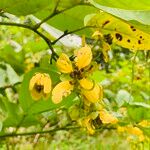 Senna papillosa Flower