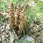 Orobanche hederae Bark