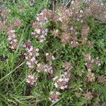 Thymus polytrichus Övriga