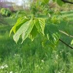 Hovenia dulcis Frunză