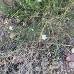 Helianthemum almeriense Habitat