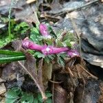 Corydalis solida Цвят