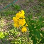 Senna pendula Blomst