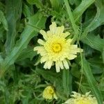 Hieracium berardianum Flower