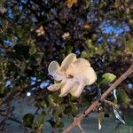 Gardenia volkensii Blüte