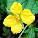 Waldsteinia geoides Flower