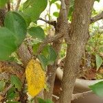 Hibiscus fragilis Bark