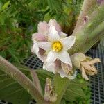Solanum quitoense Floare