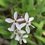 Silene gallica Blüte