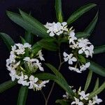 Tabernaemontana catharinensis 花