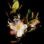 Myrtastrum rufopunctatum Flower