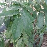 Castanospermum australe Frunză