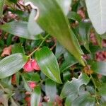 Danae racemosa Plod