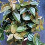 Peperomia quadrangularis Leht