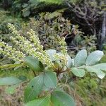 Cunonia pulchella Flor