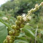 Croton flavens Frukt