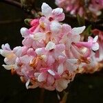 Viburnum × bodnantense Žiedas