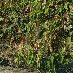 Passiflora caerulea 葉