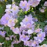 Abutilon vitifolium Kvet