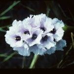Eichhornia azurea Bloem