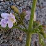 Clinopodium nepeta Цветок