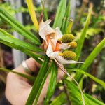 Freycinetia cumingiana Kvet