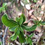 Adenium multiflorumList