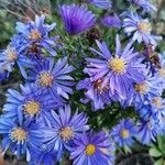 Symphyotrichum dumosum Flower