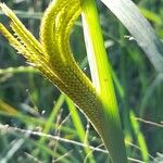 Eustachys paspaloides Fruit