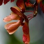 Acer japonicum Muu