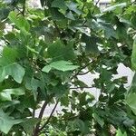 Liriodendron chinense موطن