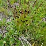 Juncus trifidus Çiçek