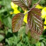 Rubus ferus Folha