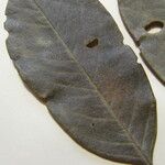 Ormosia costulata Nyingine