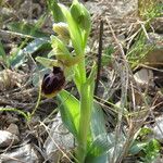 Ophrys passionis Ostatní