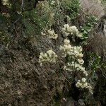 Asparagus umbellatus Bark