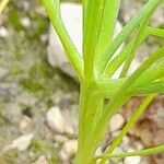 Koelpinia linearis Bark