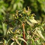 Ludwigia erecta Flor