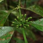 Oxyanthus gracilis Fruit