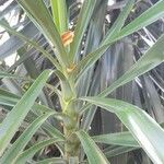 Yucca aloifolia Blad