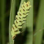 Carex hartmaniorum Flower