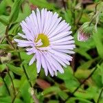 Erigeron speciosus Çiçek