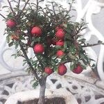 Cotoneaster microphyllus ফল