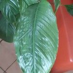 Spathiphyllum blandumഇല