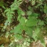 Heterotis rotundifolia Levél