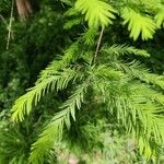 Taxodium distichumЛист